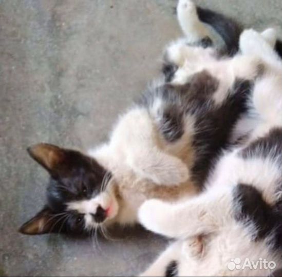 Пропадают котята на заводе, подарите дом