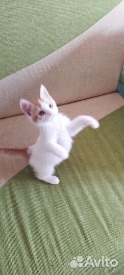 Котик Тимошка