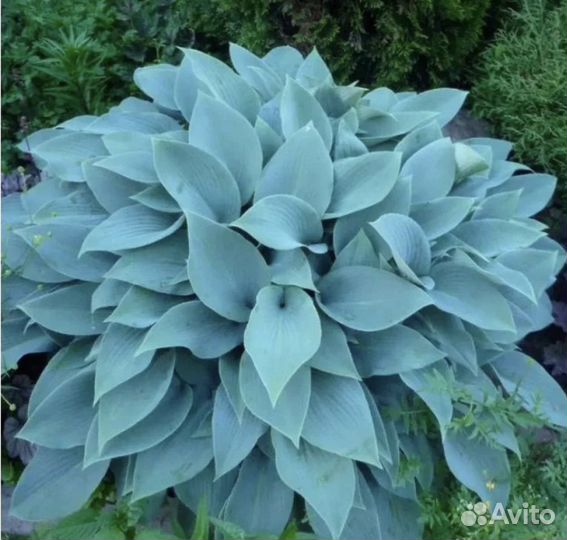 Хоста Блю Кадет (Blue Cadet)