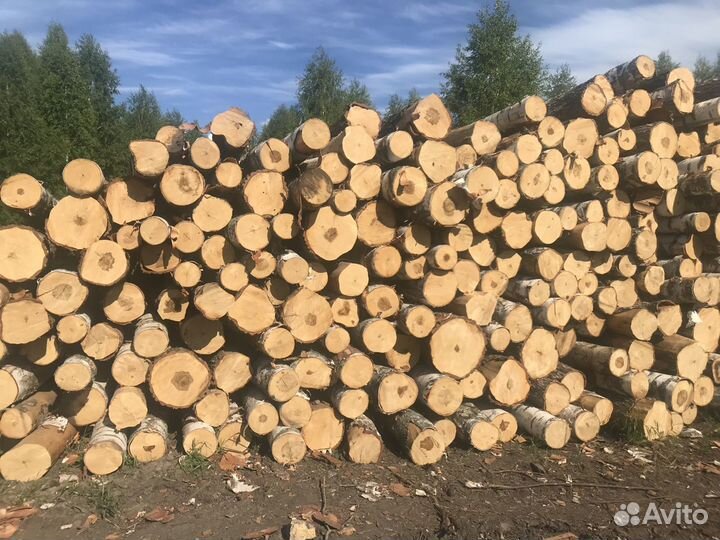 Лес кругляк береза