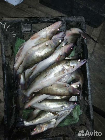 Продаём рыбку) карась, судак, щука