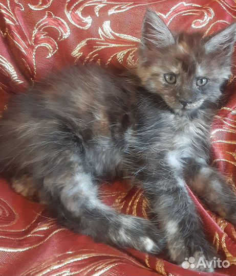 Котята мейн-кун