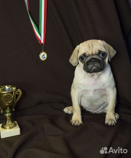 Щенки мопса