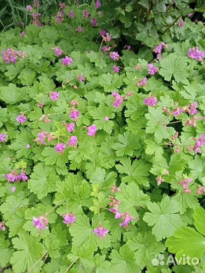 Цветы, многолетние декоративные растения