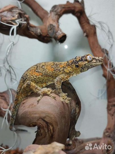 Ушастый бананоед