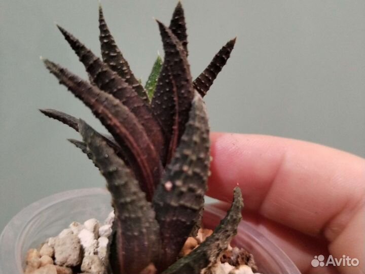 Суккуленты микс