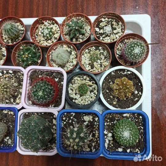 Кактусы коллекция