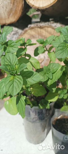 Мята апельсин