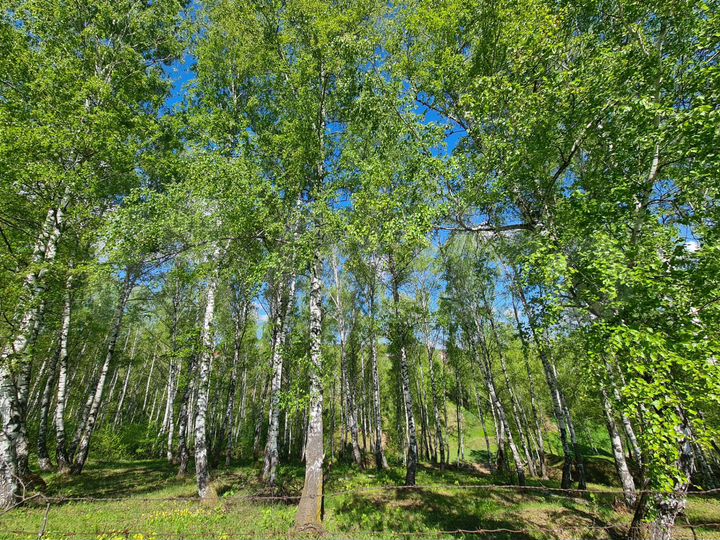 Участок 12,3 сот. (ИЖС)