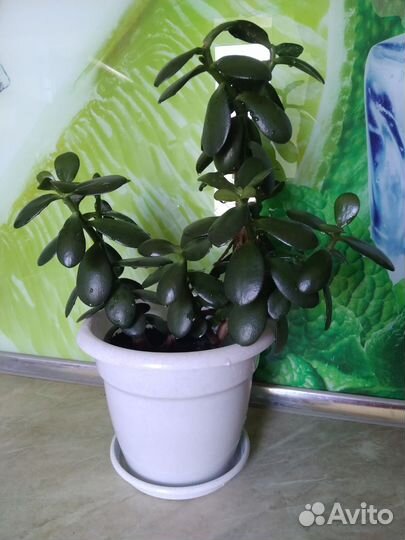 Крассула, толстянка, денежное дерево