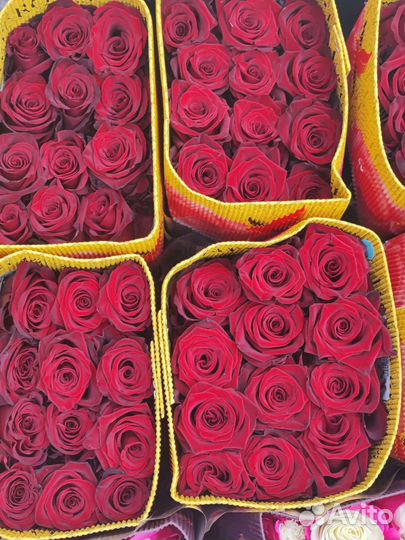 Роза Эквадор букет цветы