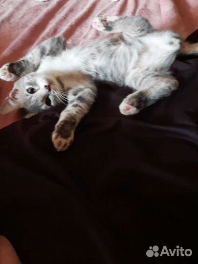 Спасите котенка