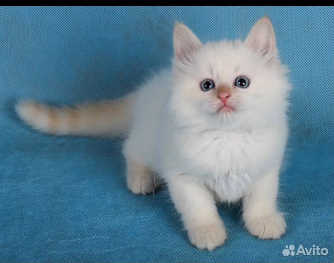 Котятки