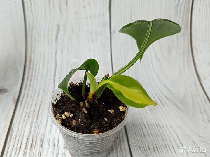 Филодендрон Бразил