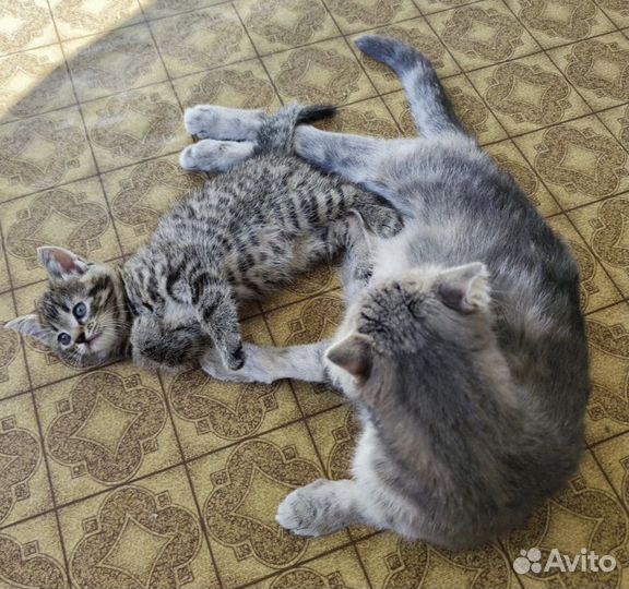 Шотландские котята