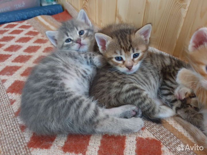 Котята в добрые руки домашние