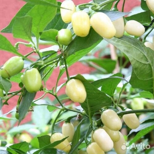 Семена острых, жгучих перцев