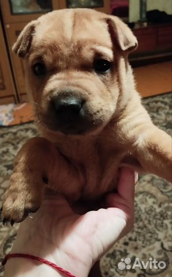 Метис шарпея