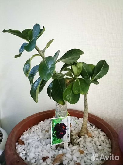 Адениум взрослый