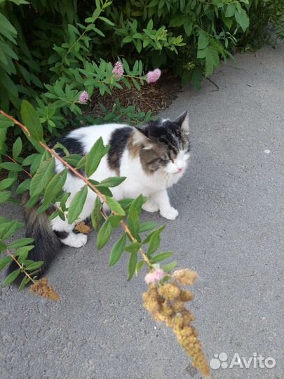 Красивый кот