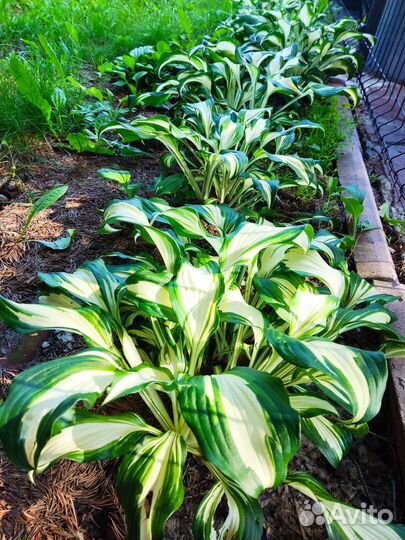 Хосты сортовые в Тюмени