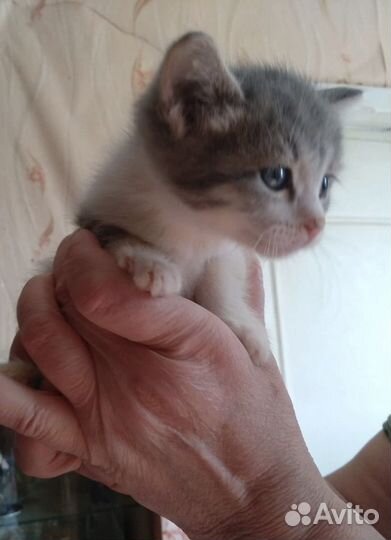 Котята 1, 5 месяца