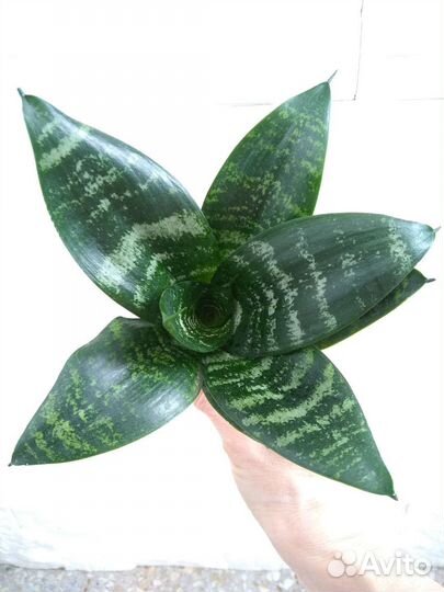 Сансевиерии сортовые