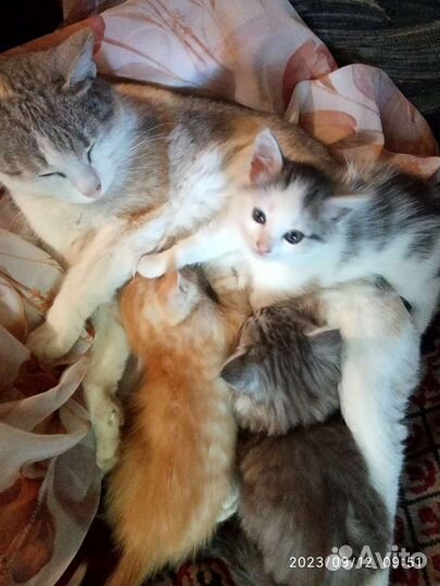 Котята в добрые руки