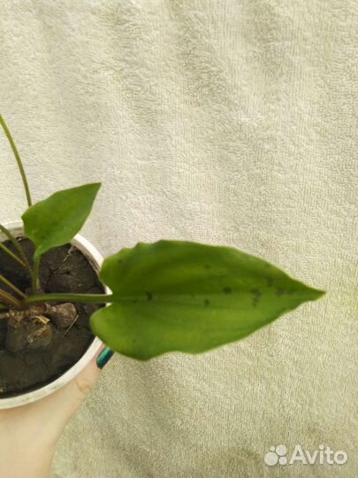 Дримиопсис