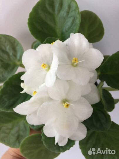 Комнатные цветы