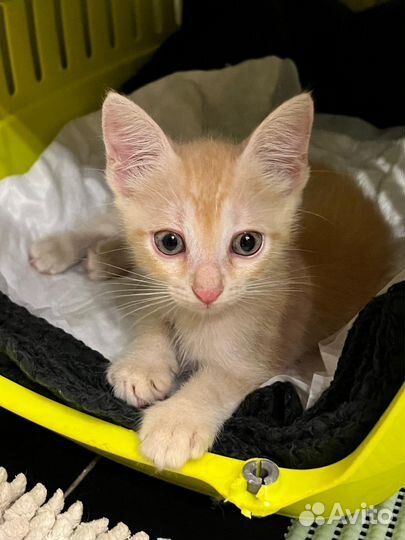 Рыжие котята мальчики