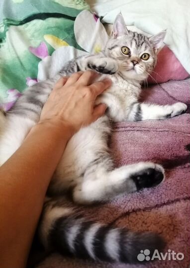 Очень красивый шотландский котенок, скоттиш страйт