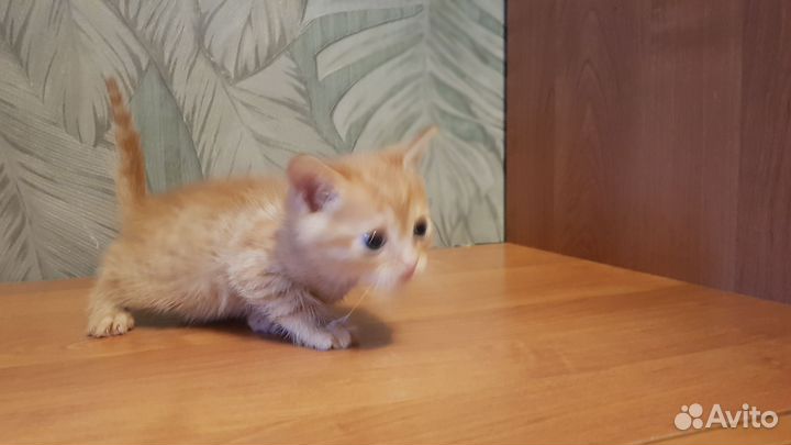 Кошки бесплатно