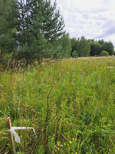 Участок 7 сот. (ИЖС)