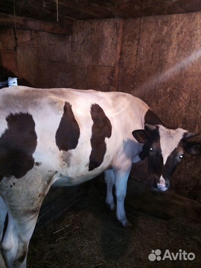 Телка стельная