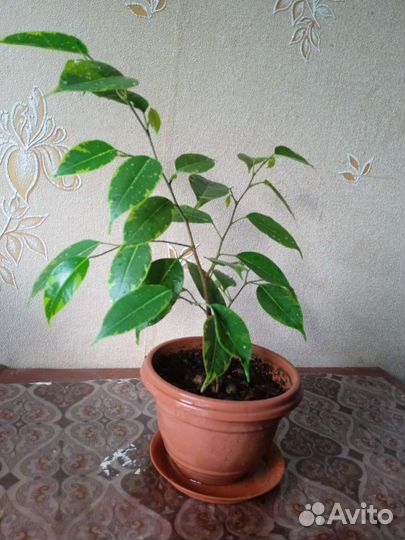 Фикус Бенджамина