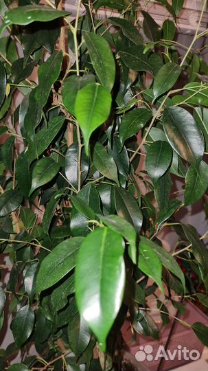 Фикус бенджамина