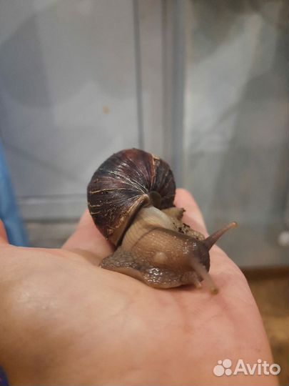 Улитки Ахатины