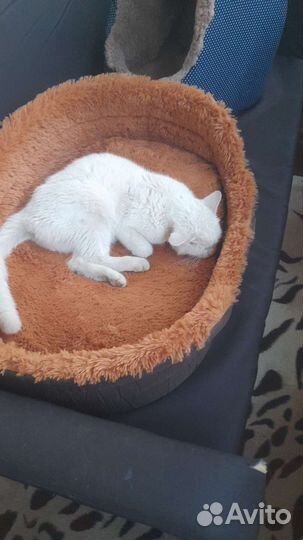 Кошка в дар бесплатно