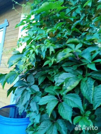 Саженцы девичий виноград