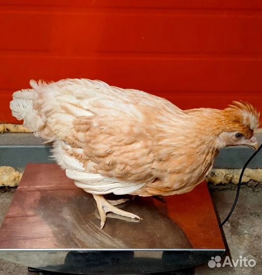 Куры Несушки Молодки