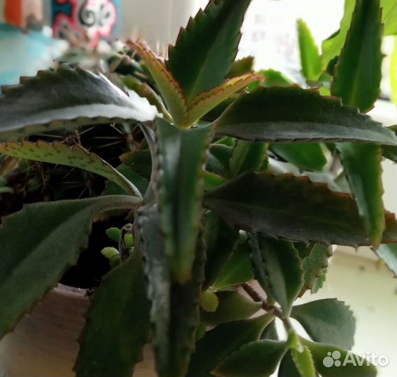 Каланхоэ лечебное