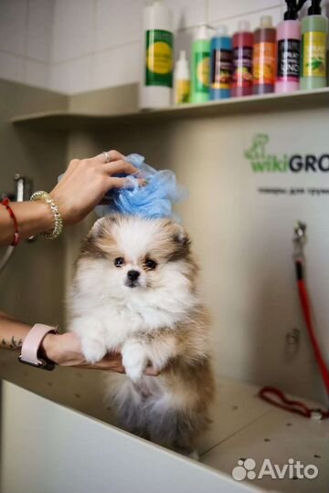 Груминг стрижка собак