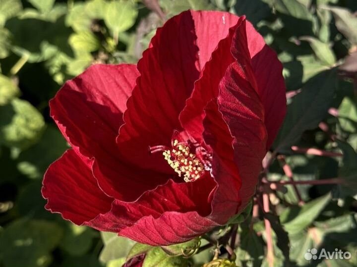 Питомник южных растений у Галины