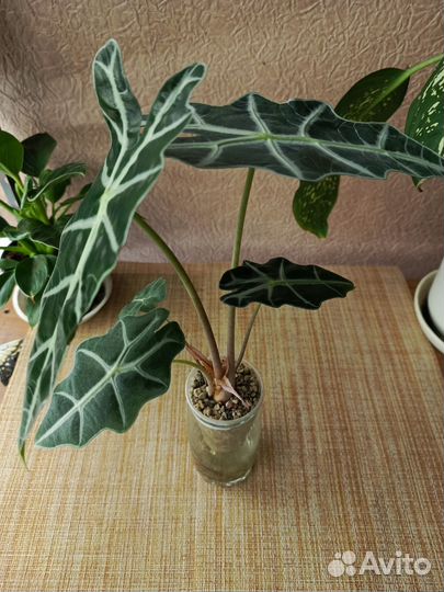 Алоказия полли