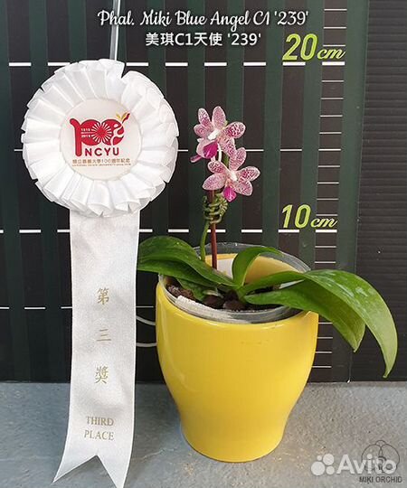 Орхидея фаленопсис