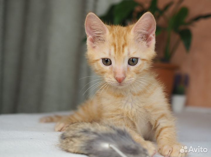 Котенок Левушка в добрые руки