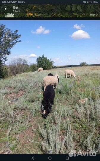 Овцы бараны