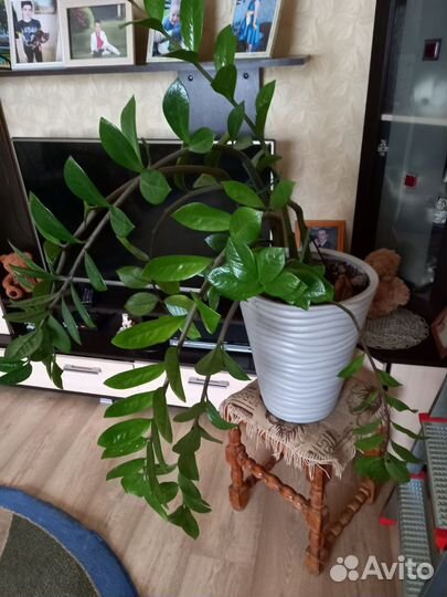 Замиокулькас