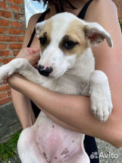 Отдам в добрые руки